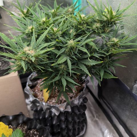 Quinn- Quarter Pounder w/Cheese (84d) 22-28%Sativa 163g wet/36g dry growlog photo: Leaves up...🤷🏻