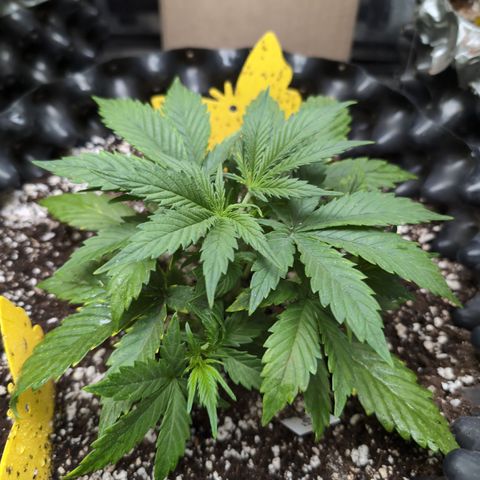 Frannie- BB Fat Bastard (90), Hybrid, 30-38%, 312 wet/57 dry growlog timeline photo
