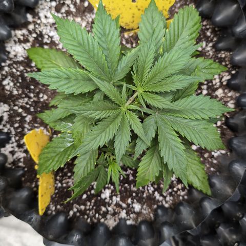 Frannie- BB Fat Bastard (90), Hybrid, 30-38%, 312 wet/57 dry growlog timeline photo
