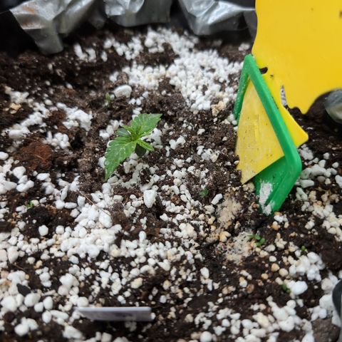 Anita-NH ATF (73), 13-27%, Sativa 149g wet/25g dry growlog timeline photo