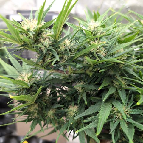Quinn- Quarter Pounder w/Cheese (84d) 22-28%Sativa 163g wet/36g dry growlog timeline photo