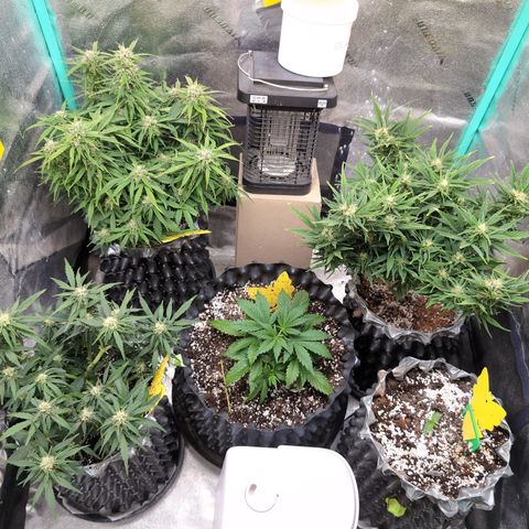 Anita-NH ATF (73), 13-27%, Sativa 149g wet/25g dry growlog timeline photo