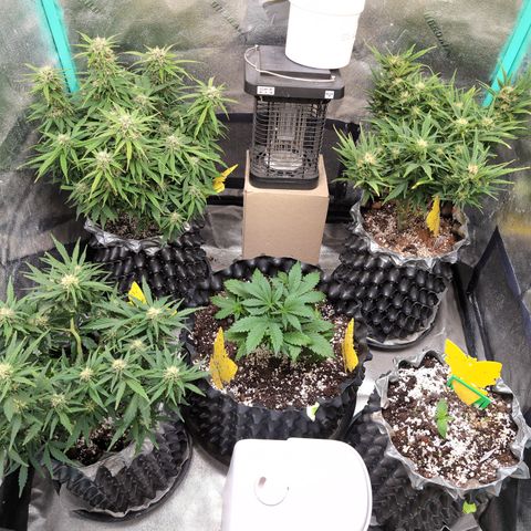 Anita-NH ATF (73), 13-27%, Sativa 149g wet/25g dry growlog timeline photo