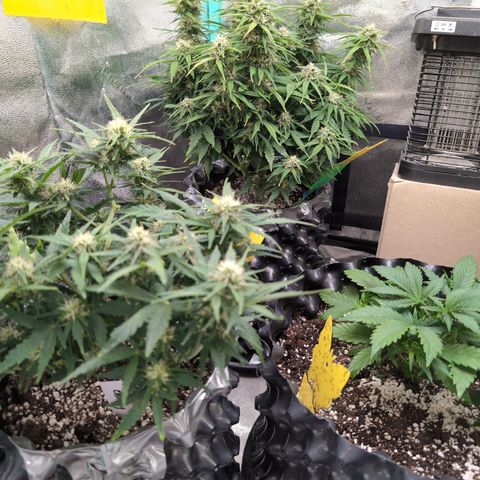 Zelda- Purple Panama Red 17-21%S, (94 days),  287w/60d growlog timeline photo