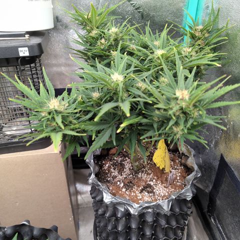 Quinn- Quarter Pounder w/Cheese (84d) 22-28%Sativa 163g wet/36g dry growlog timeline photo