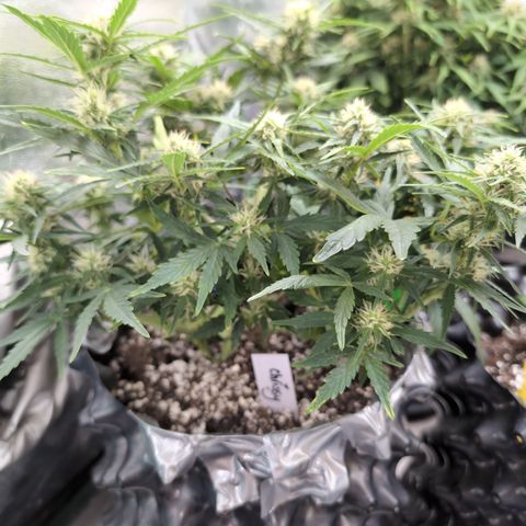 Chrissy -Bruce Banner (78d) 27-33% 60/40S, 215gw/41g dry growlog photo: ❤️