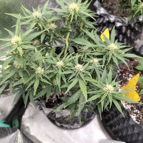 Chrissy -Bruce Banner (78d) 27-33% 60/40S, 215gw/41g dry growlog photo: ❤️