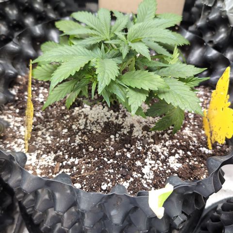 Frannie- BB Fat Bastard (90), Hybrid, 30-38%, 312 wet/57 dry growlog timeline photo