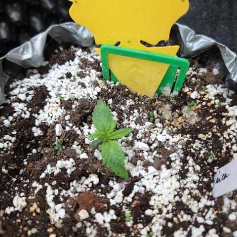 Anita-NH ATF (73), 13-27%, Sativa 149g wet/25g dry growlog timeline photo