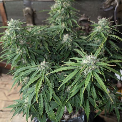 Zelda- Purple Panama Red 17-21%S, (94 days),  287w/60d growlog timeline photo