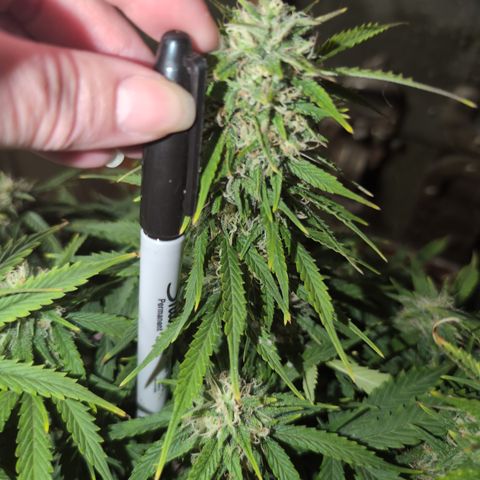 Zelda- Purple Panama Red 17-21%S, (94 days),  287w/60d growlog timeline photo