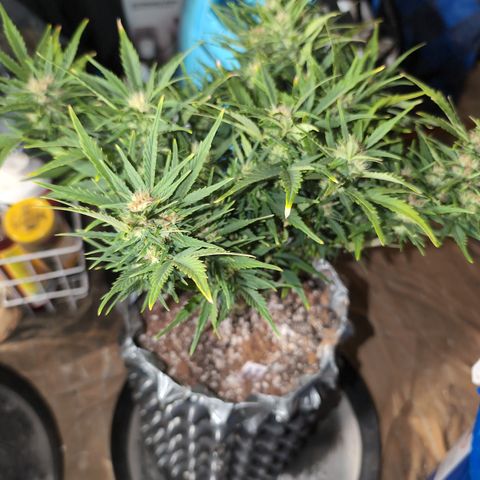 Quinn- Quarter Pounder w/Cheese (84d) 22-28%Sativa 163g wet/36g dry growlog photo: The chart says calcium deficiency 🤷🏻