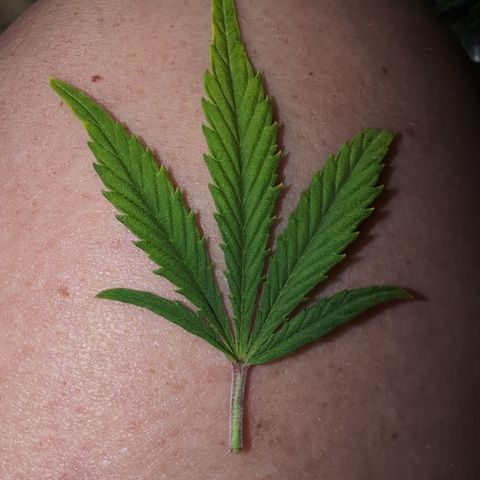 Quinn- Quarter Pounder w/Cheese (84d) 22-28%Sativa 163g wet/36g dry growlog timeline photo