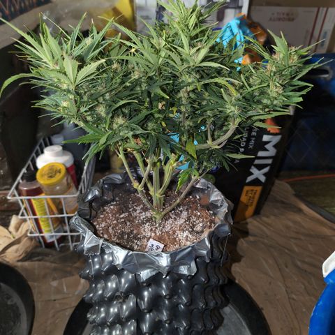 Quinn- Quarter Pounder w/Cheese (84d) 22-28%Sativa 163g wet/36g dry growlog timeline photo