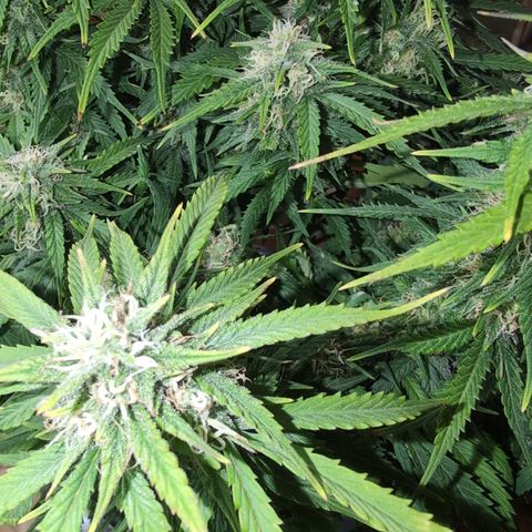 Zelda- Purple Panama Red 17-21%S, (94 days),  287w/60d growlog timeline photo