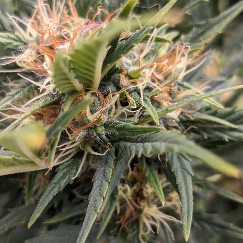 Quinn- Quarter Pounder w/Cheese (84d) 22-28%Sativa 163g wet/36g dry growlog timeline photo