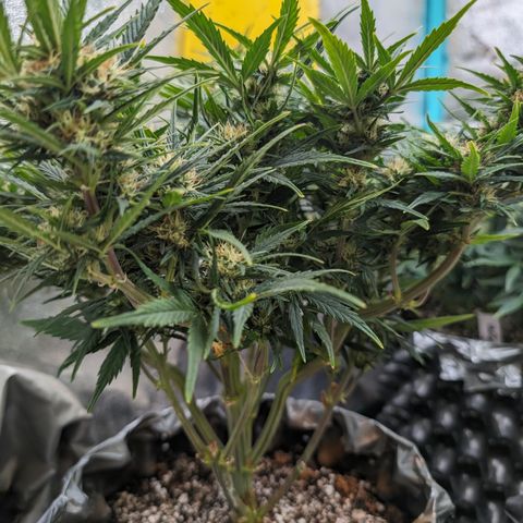 Quinn- Quarter Pounder w/Cheese (84d) 22-28%Sativa 163g wet/36g dry growlog timeline photo