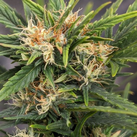 Quinn- Quarter Pounder w/Cheese (84d) 22-28%Sativa 163g wet/36g dry growlog timeline photo