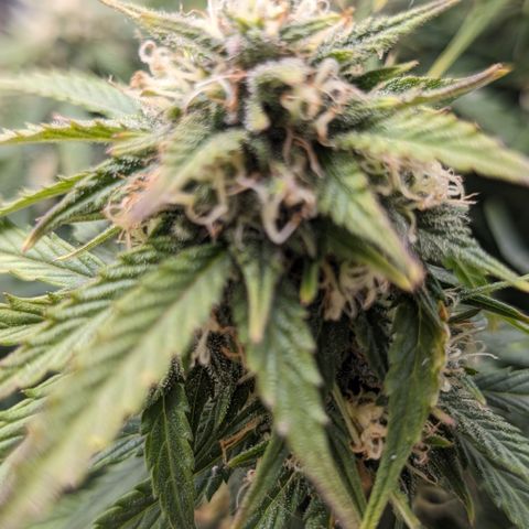 Zelda- Purple Panama Red 17-21%S, (94 days),  287w/60d growlog timeline photo