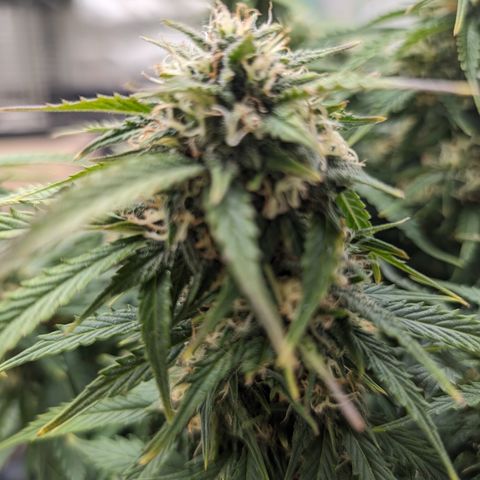 Zelda- Purple Panama Red 17-21%S, (94 days),  287w/60d growlog timeline photo