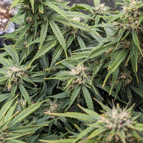 Zelda- Purple Panama Red 17-21%S, (94 days),  287w/60d growlog timeline photo