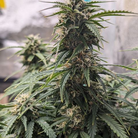 Zelda- Purple Panama Red 17-21%S, (94 days),  287w/60d growlog timeline photo