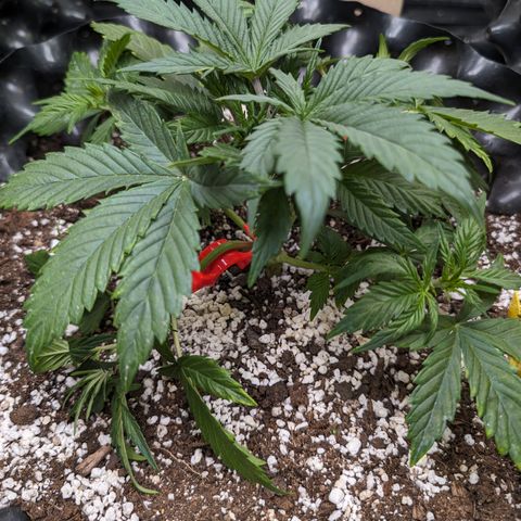 Frannie- BB Fat Bastard (90), Hybrid, 30-38%, 312 wet/57 dry growlog timeline photo