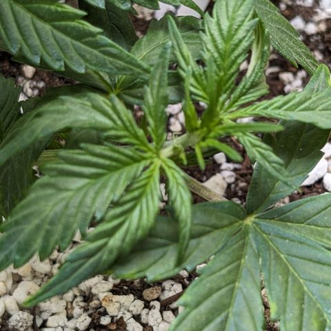 Frannie- BB Fat Bastard (90), Hybrid, 30-38%, 312 wet/57 dry growlog timeline photo