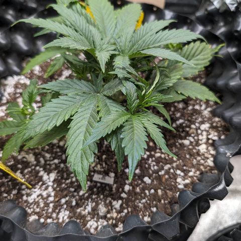 Frannie- BB Fat Bastard (90), Hybrid, 30-38%, 312 wet/57 dry growlog timeline photo