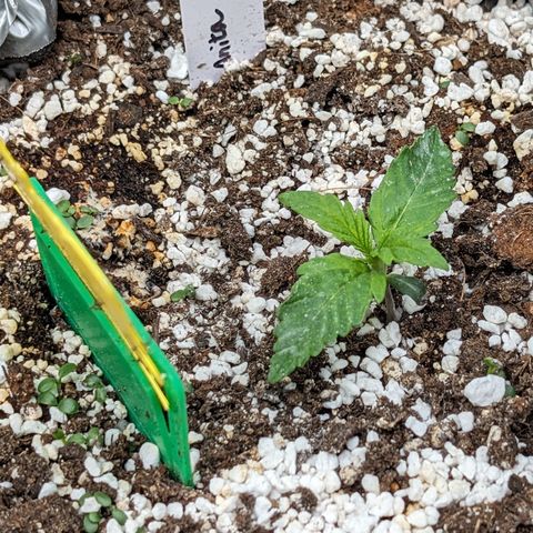 Anita-NH ATF (73), 13-27%, Sativa 149g wet/25g dry growlog timeline photo