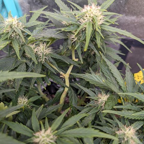 Chrissy -Bruce Banner (78d) 27-33% 60/40S, 215gw/41g dry growlog timeline photo
