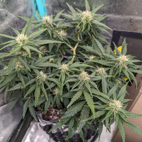 Chrissy -Bruce Banner (78d) 27-33% 60/40S, 215gw/41g dry growlog timeline photo