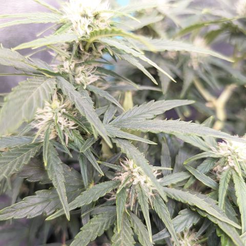Chrissy -Bruce Banner (78d) 27-33% 60/40S, 215gw/41g dry growlog timeline photo