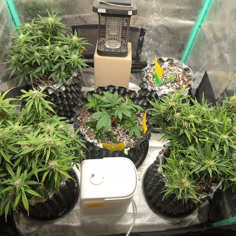 Anita-NH ATF (73), 13-27%, Sativa 149g wet/25g dry growlog timeline photo