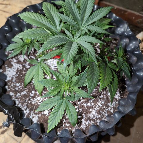 Frannie- BB Fat Bastard (90), Hybrid, 30-38%, 312 wet/57 dry growlog photo: I think she's close to flower.