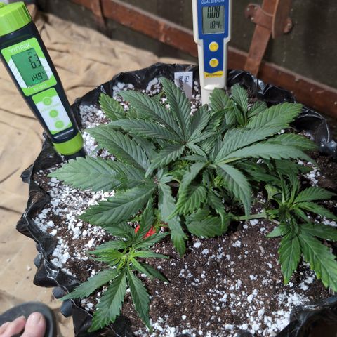 Frannie- BB Fat Bastard (90), Hybrid, 30-38%, 312 wet/57 dry growlog photo: Pregame; more dirt, perlite, clover...