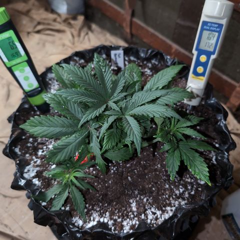 Frannie- BB Fat Bastard (90), Hybrid, 30-38%, 312 wet/57 dry growlog photo: It's a good day.