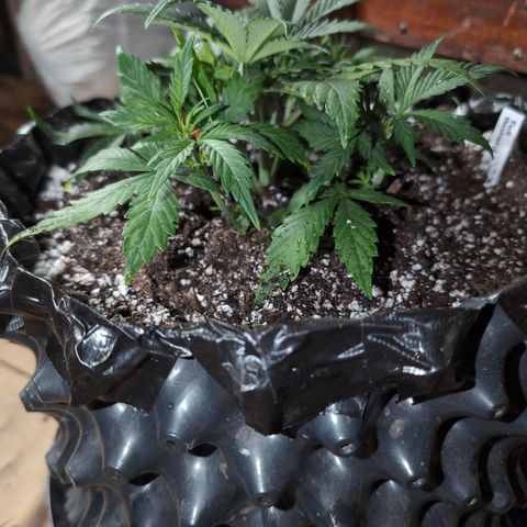 Frannie- BB Fat Bastard (90), Hybrid, 30-38%, 312 wet/57 dry growlog timeline photo