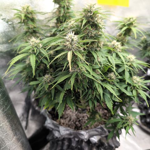 Zelda- Purple Panama Red 17-21%S, (94 days),  287w/60d growlog photo: She's looking especially happy today!