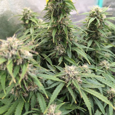 Zelda- Purple Panama Red 17-21%S, (94 days),  287w/60d growlog timeline photo