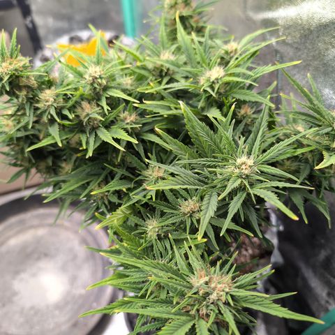 Quinn- Quarter Pounder w/Cheese (84d) 22-28%Sativa 163g wet/36g dry growlog timeline photo