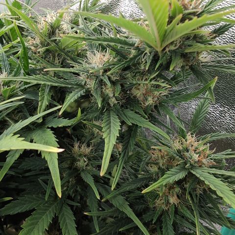 Quinn- Quarter Pounder w/Cheese (84d) 22-28%Sativa 163g wet/36g dry growlog timeline photo