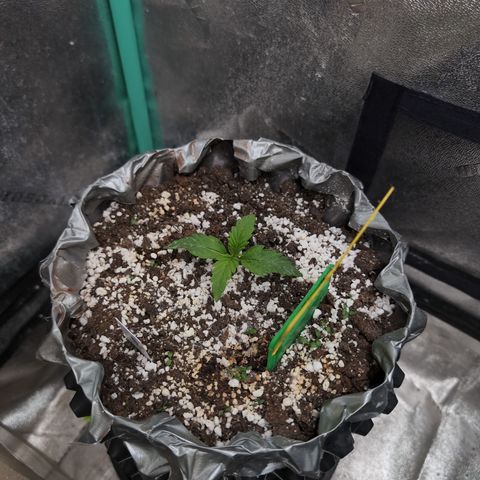 Anita-NH ATF (73), 13-27%, Sativa 149g wet/25g dry growlog timeline photo
