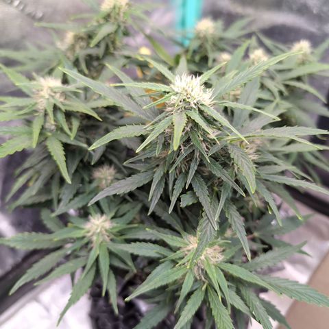 Chrissy -Bruce Banner (78d) 27-33% 60/40S, 215gw/41g dry growlog timeline photo