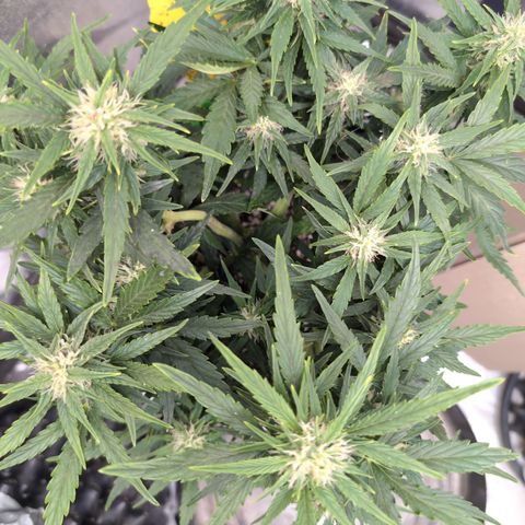 Chrissy -Bruce Banner (78d) 27-33% 60/40S, 215gw/41g dry growlog timeline photo