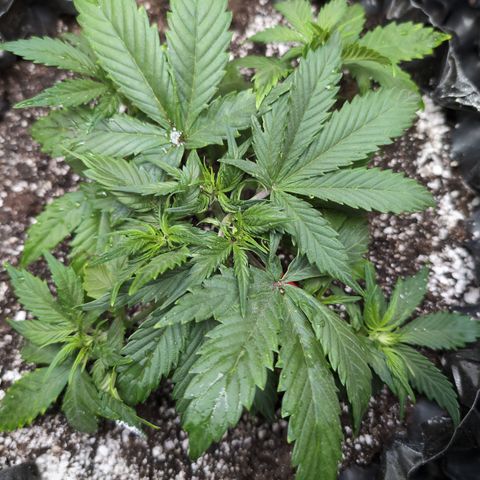 Frannie- BB Fat Bastard (90), Hybrid, 30-38%, 312 wet/57 dry growlog timeline photo
