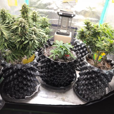 Anita-NH ATF (73), 13-27%, Sativa 149g wet/25g dry growlog timeline photo