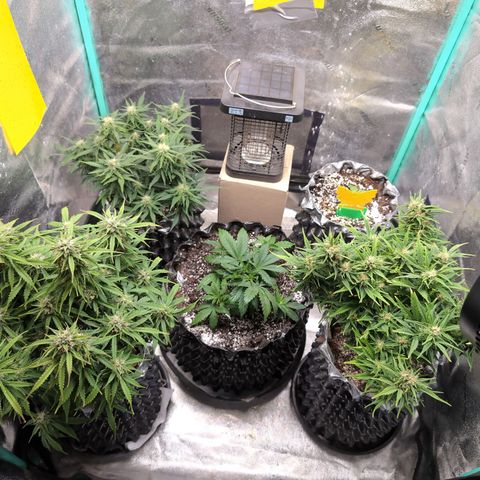 Anita-NH ATF (73), 13-27%, Sativa 149g wet/25g dry growlog timeline photo