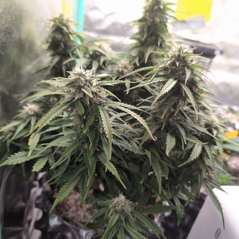 Zelda- Purple Panama Red 17-21%S, (94 days),  287w/60d growlog timeline photo