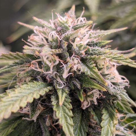 Zelda- Purple Panama Red 17-21%S, (94 days),  287w/60d growlog timeline photo